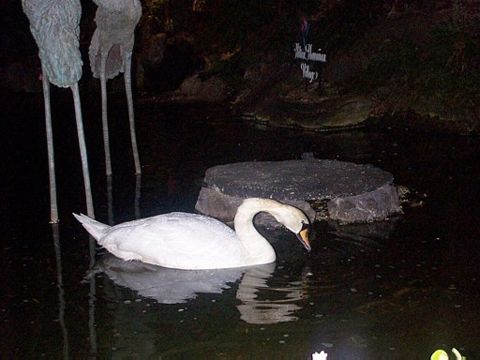 A Real Swan at Hilton Villages