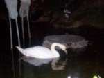 A real swan at Hilton Villages