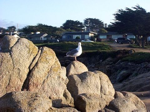 Wild Life at Pacific Grove