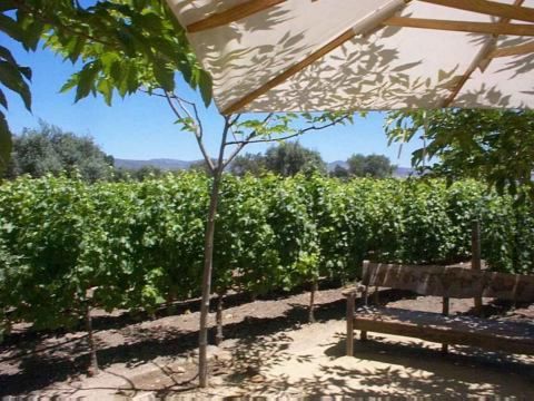 Robert Mondavi Winery 4