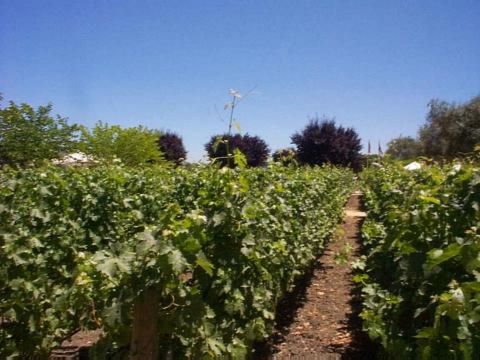 Robert Mondavi Winery 5