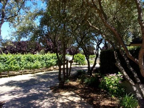 Robert Mondavi Winery 6